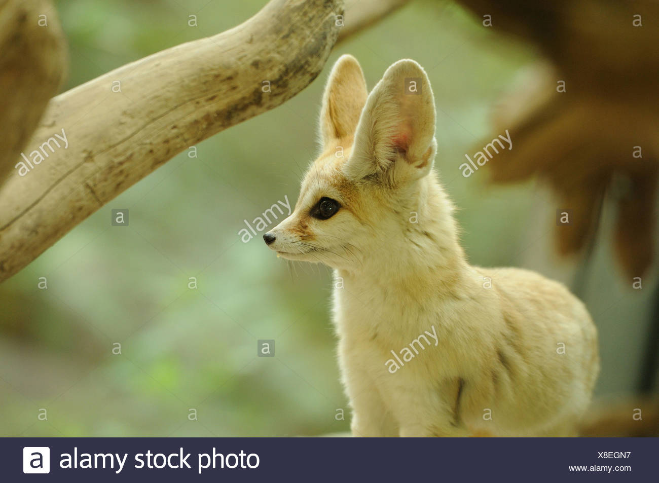 Fennec Fuchs Vulpes Zerda Portrat Seitenansicht Stockfotografie Alamy Fennec Fuchs Vulpes Zerda Portrat Seitenansicht Stockfotografie Alamy