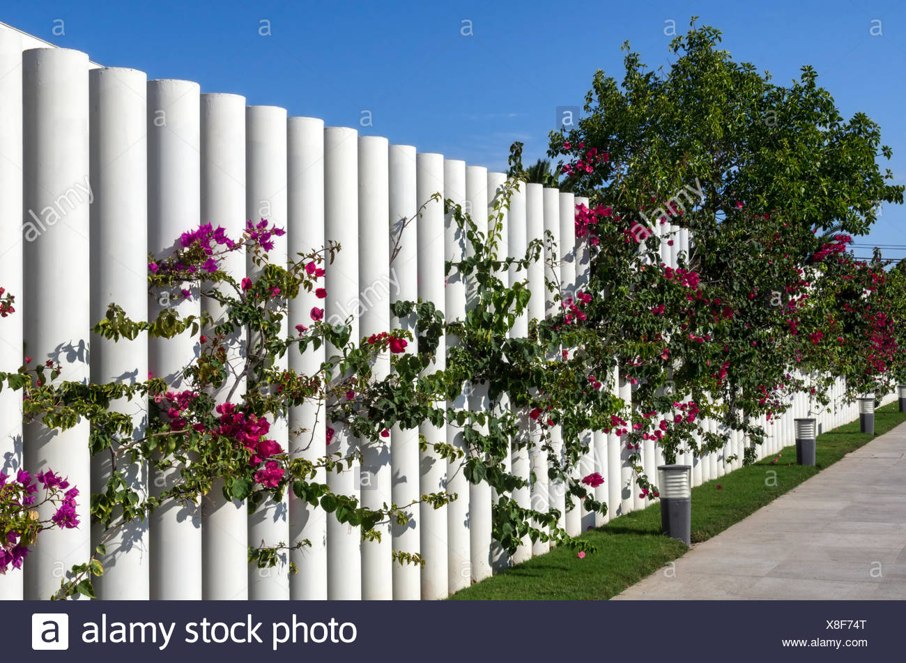 Blumenranken Auf Zaun Stockfotografie Alamy
