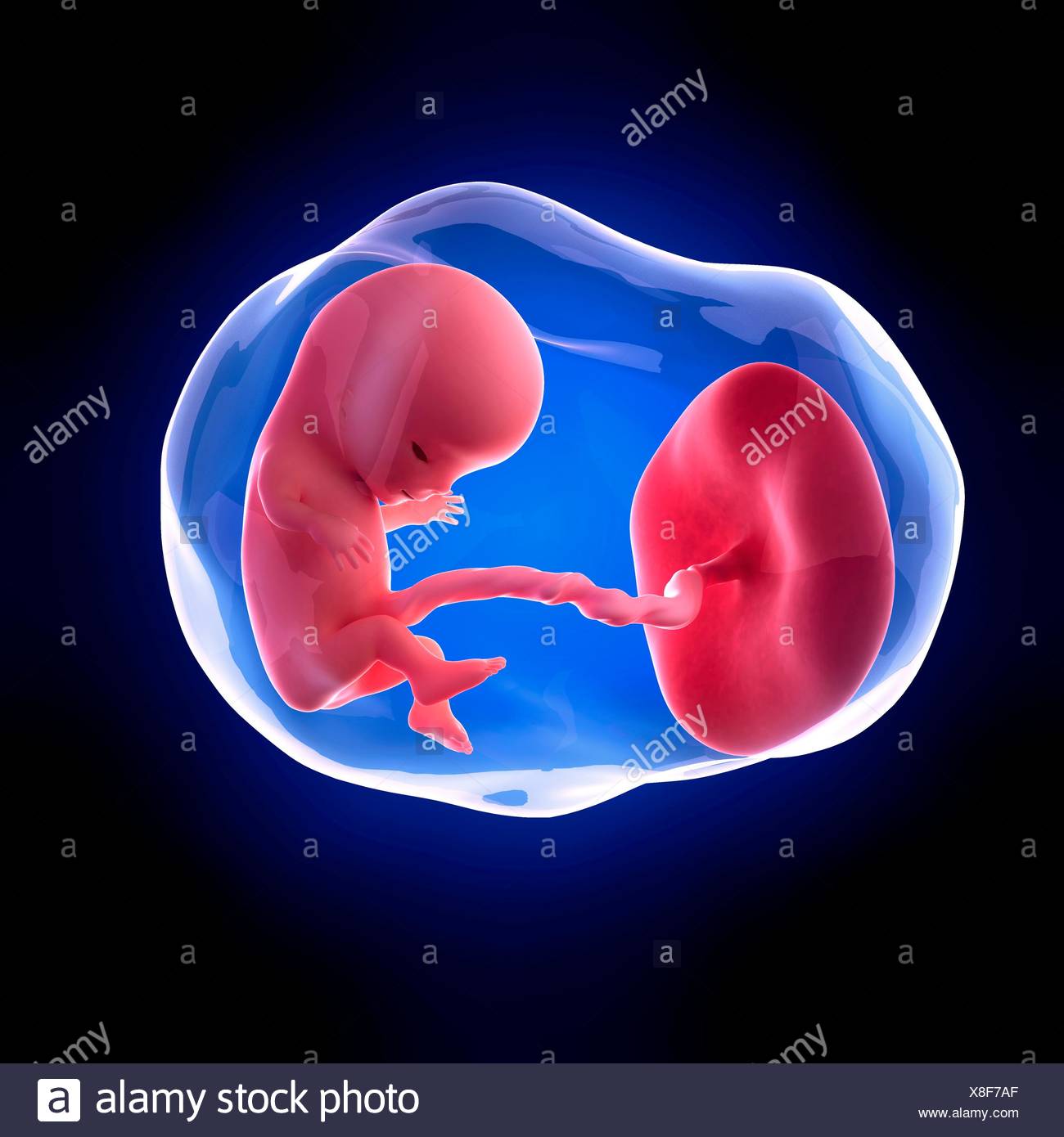 Foetus 11 Stockfotos Und Bilder Kaufen Alamy