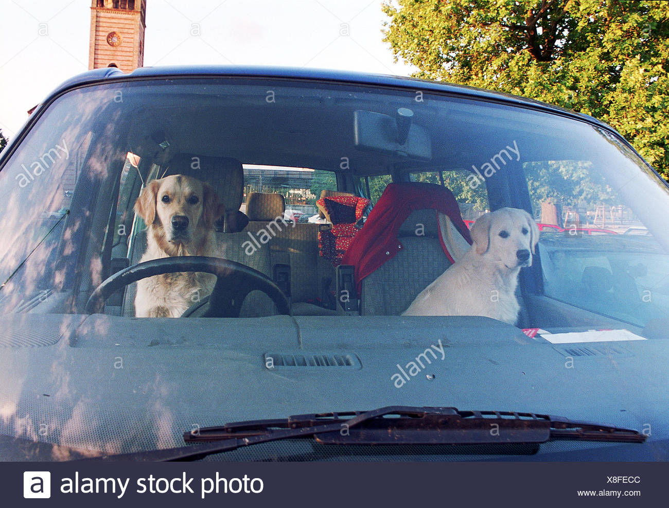 Steuer Hund