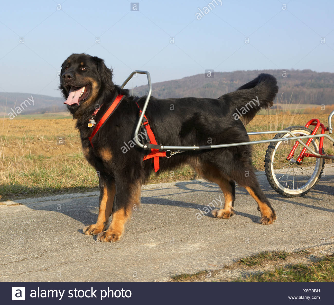 Halbe Rasse Hund Zeichnen Sacco Wagen Stockfoto Bild 280634693