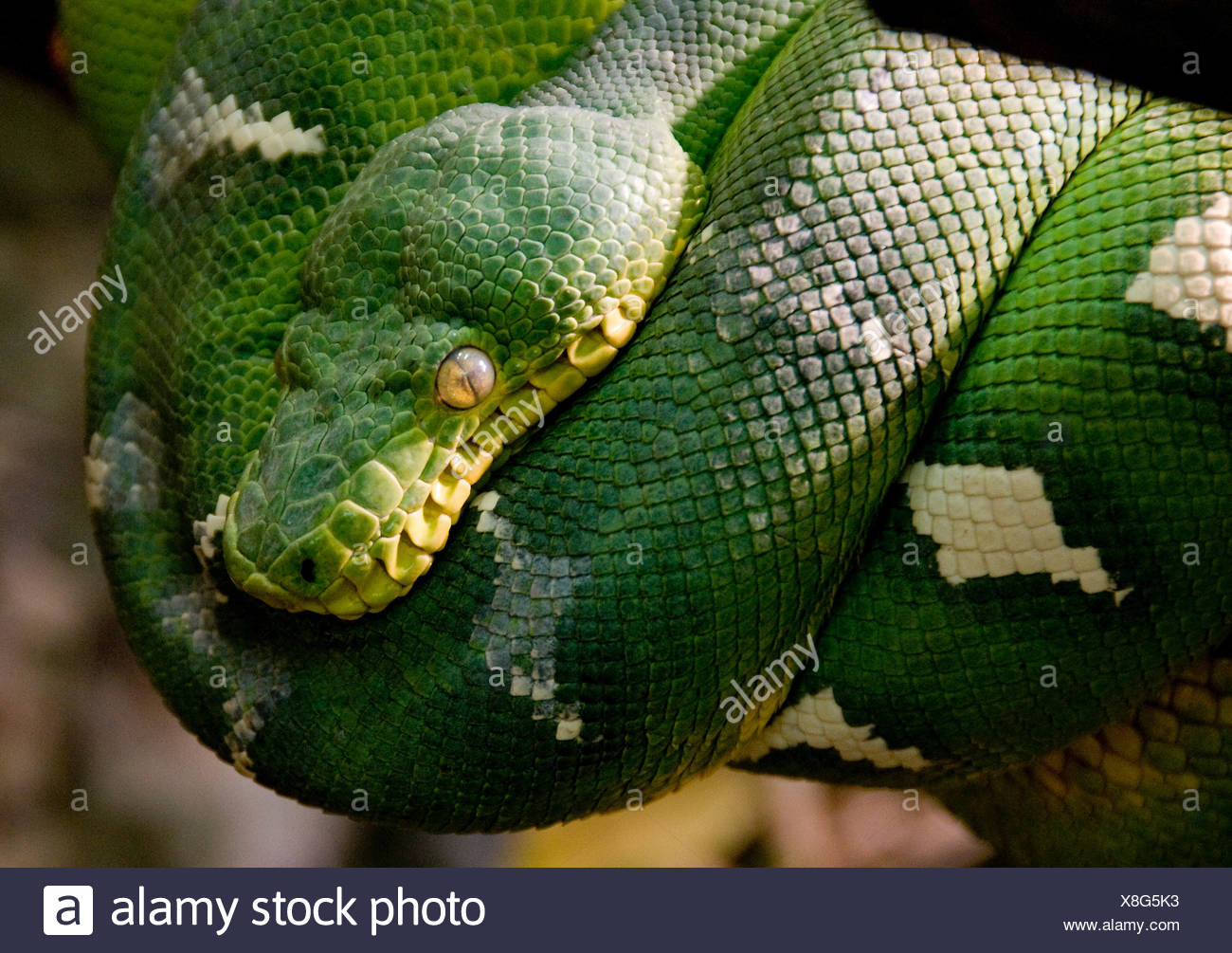 Reptil Grune Schlange Regenwald Regenwald Tropen Giftig Giftig Warten Warten Stockfotografie Alamy