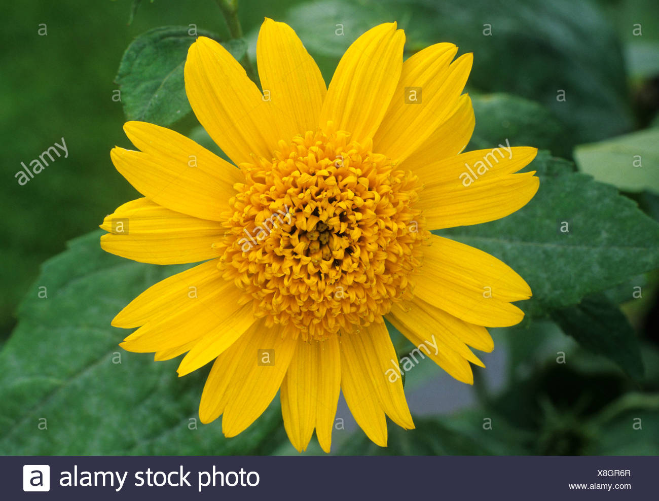 Helianthus Meteor Gelbe Blume Blumen Garten Pflanzen Stockfotografie Alamy