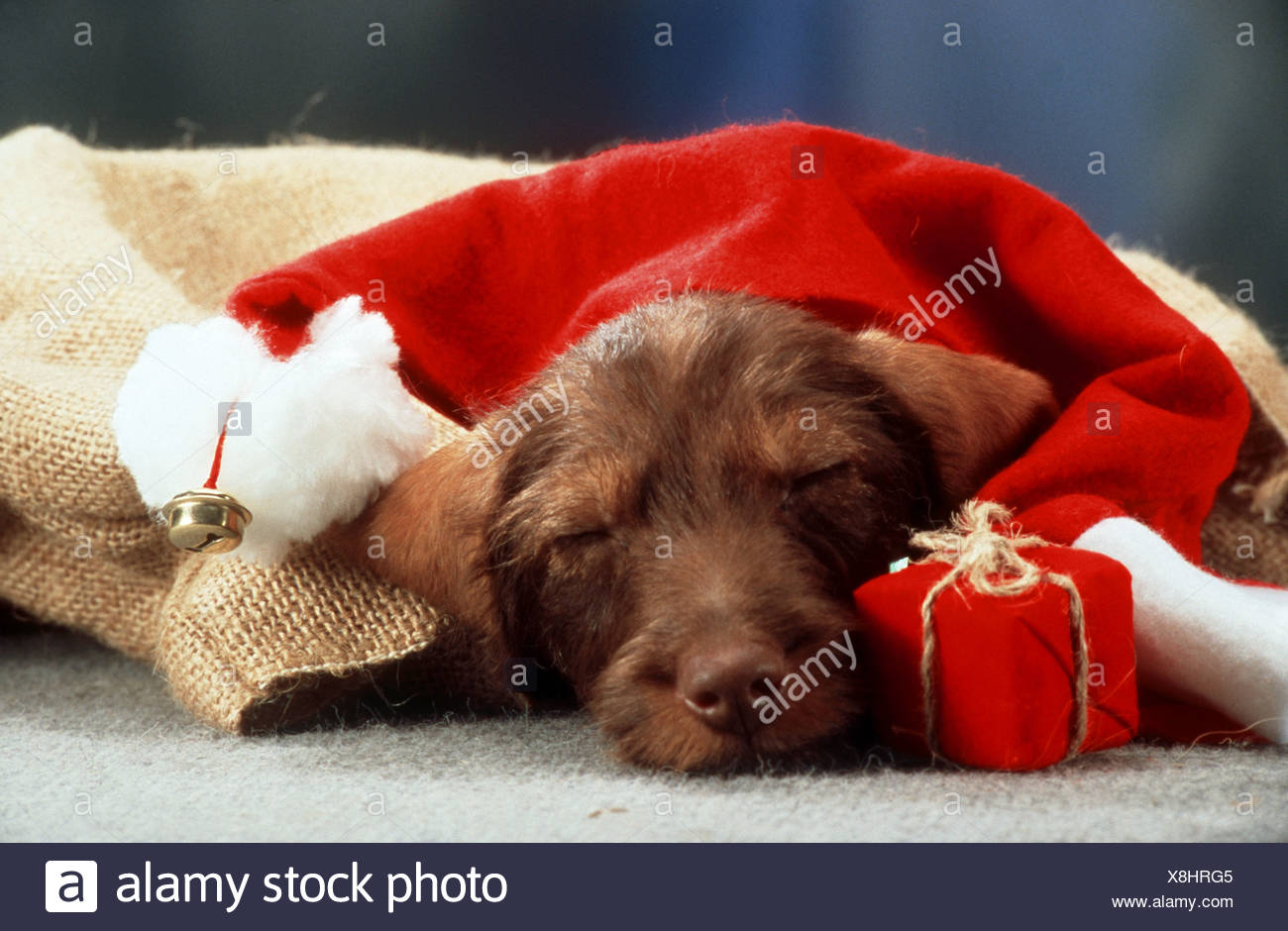 Weihnachten Rauhaar Dackel Hund schlafen unter Weihnachtsmann Mütze