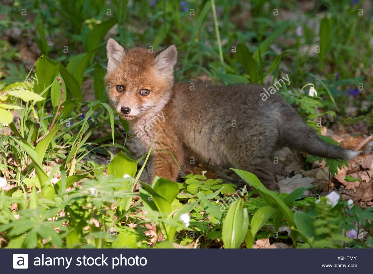 Baby Rotfuchs Vulpes Vulpes Stockfotografie Alamy
