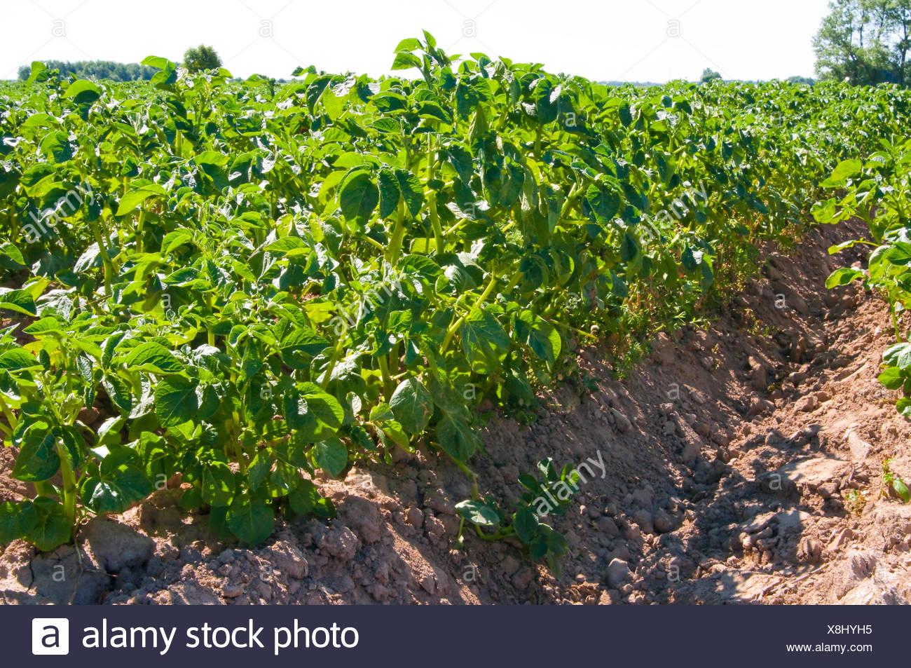 Feld Mit Kartoffeln Gepflanzt Stockfoto Bild 280677969 Alamy