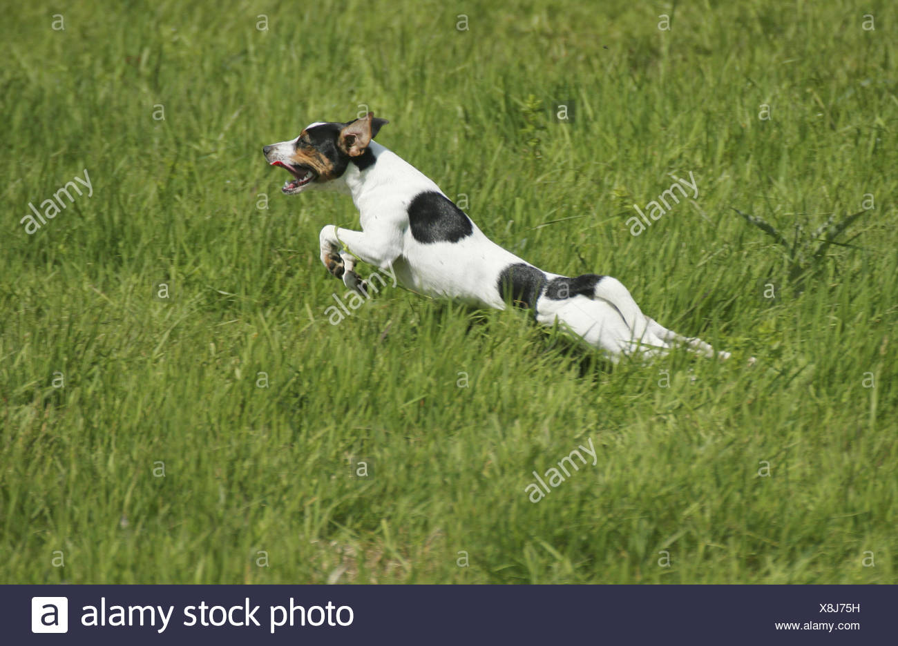 Farmdog Stockfotos Farmdog Bilder Alamy