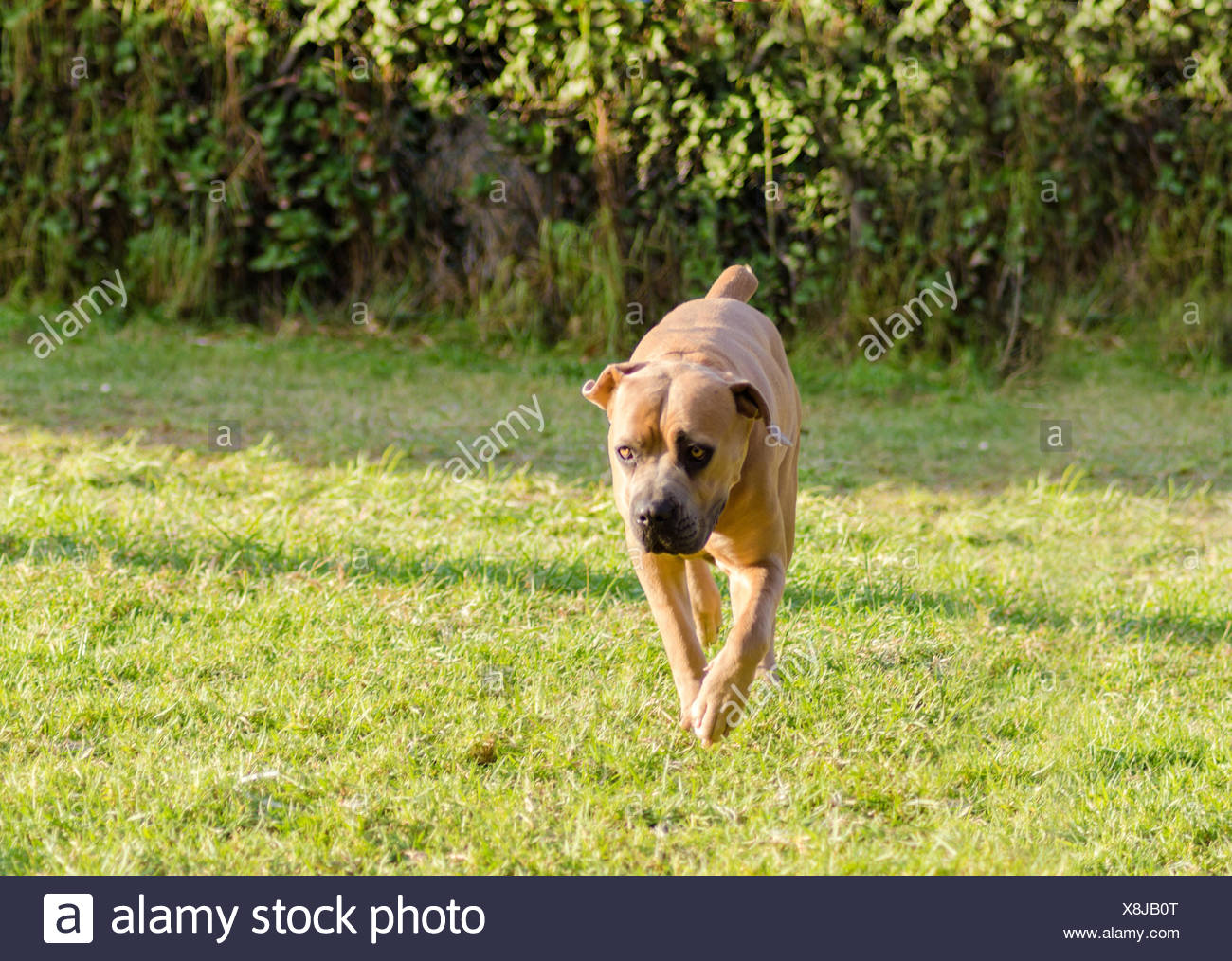 Italienischer Molosser Stockfotos Und Bilder Kaufen Alamy