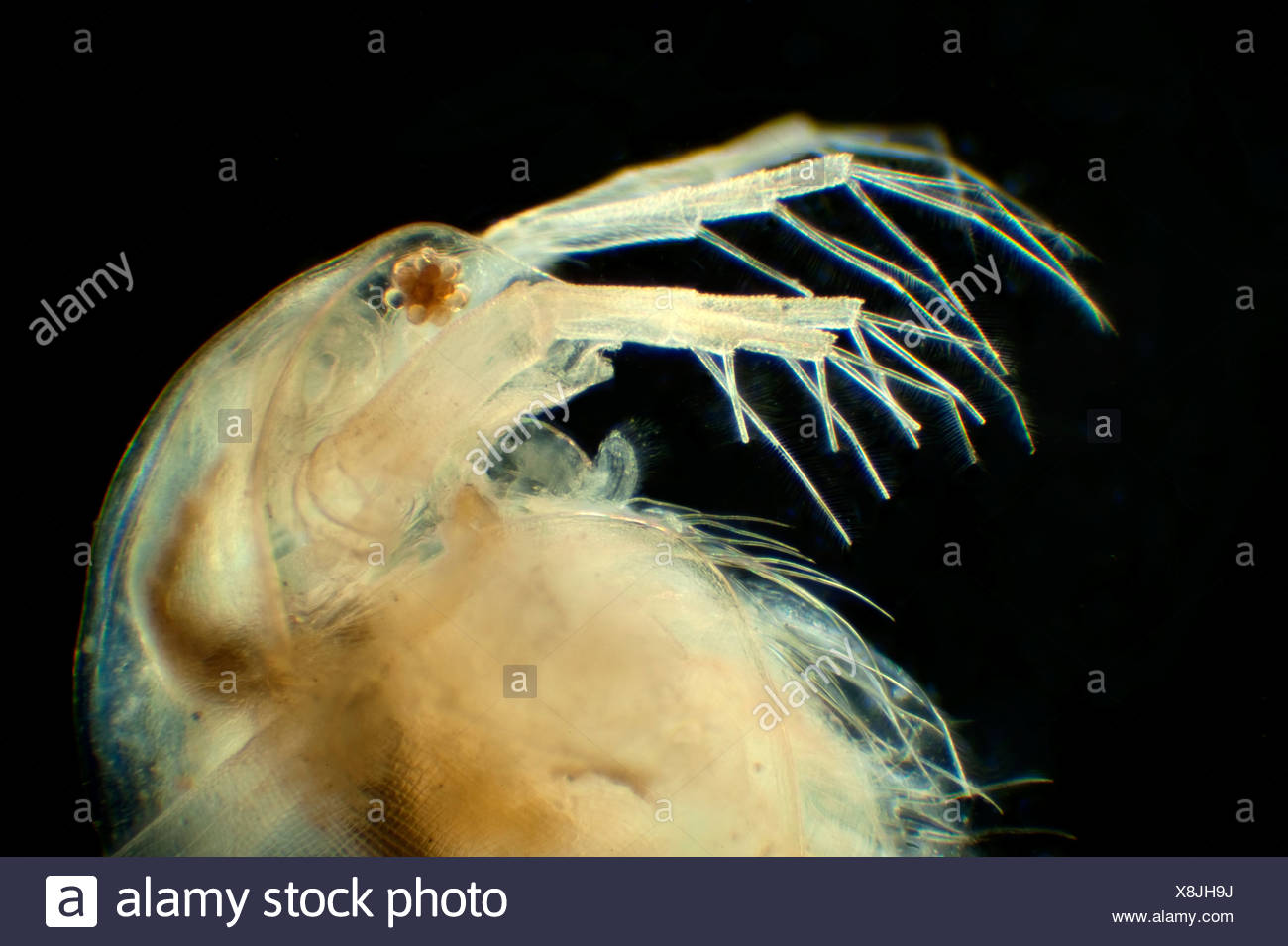 daphnia-longispina-stockfotos-und-bilder-kaufen-alamy