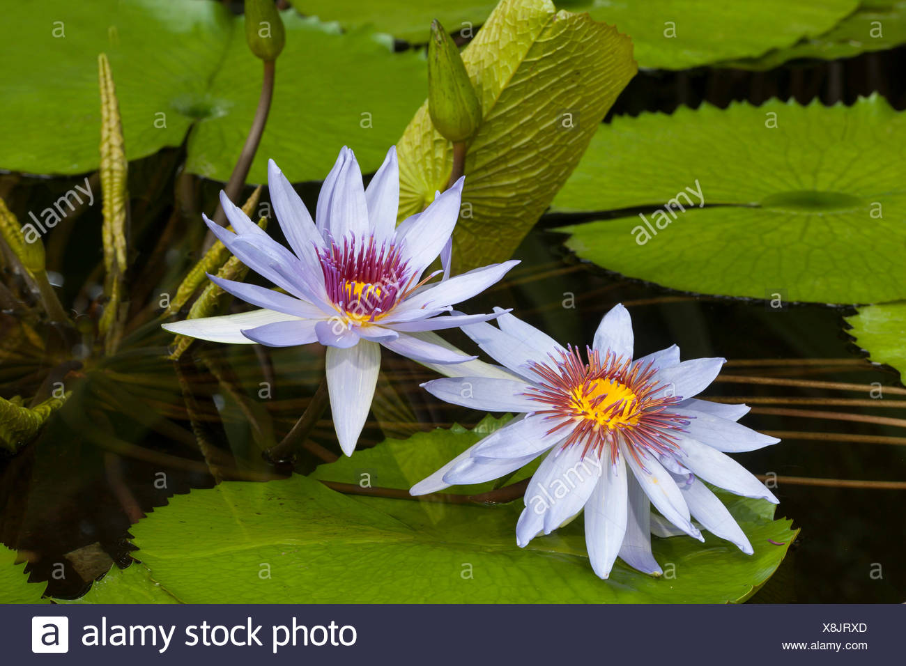 Seerosen Nymphaea Planten Un Blomen Botanischer Garten Hamburg