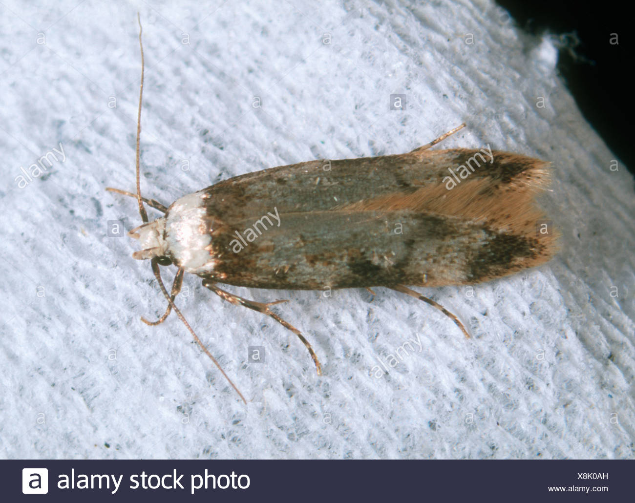 Brown House Moth Stockfotos Brown House Moth Bilder Alamy