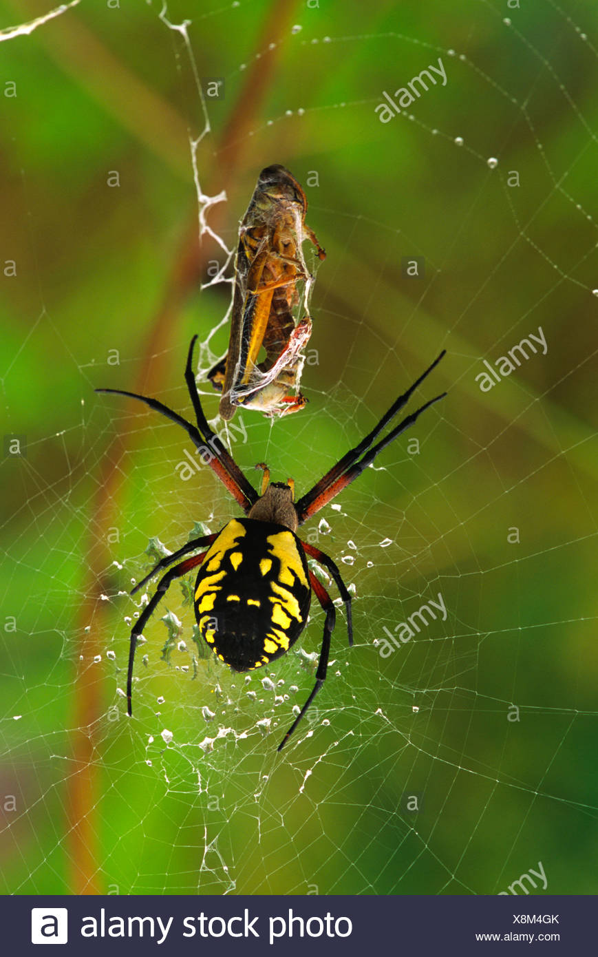 Schwarze und Gelbe Spinne Stockfotos und -bilder Kaufen - Alamy