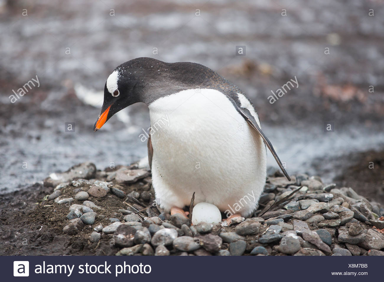 Gentoo Penguin Nisten Und Ei In Der Antarktis Zu Schutzen