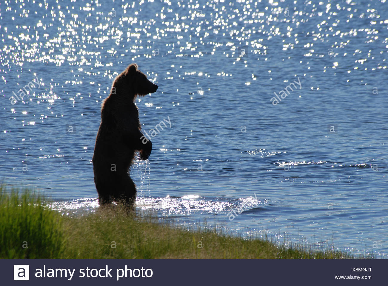 Bar Braunbar Ursus Arctos Stehende Position Aufrecht Ufer See Meer Katmai Nationalpark Park Tier Tier Rauber Beute Griff Stockfotografie Alamy