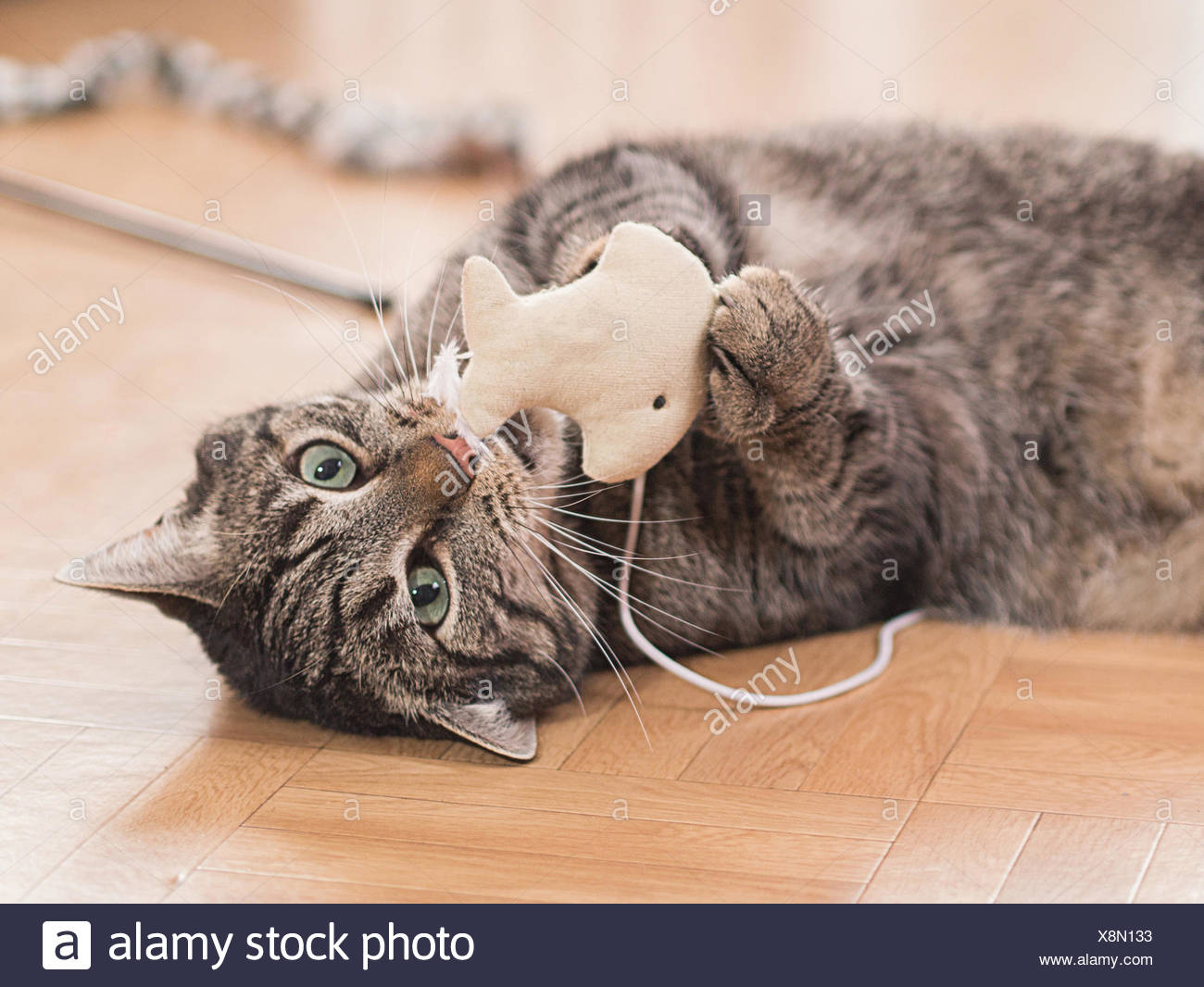 Katze Bild Katze Bild