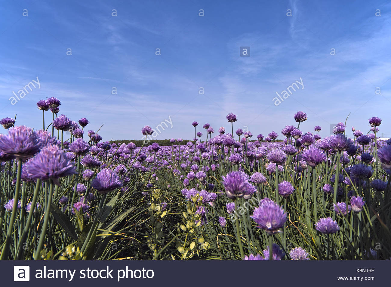 Allium schoenoprasum Schnittlauch Pflanze Marktfrische Pflanze