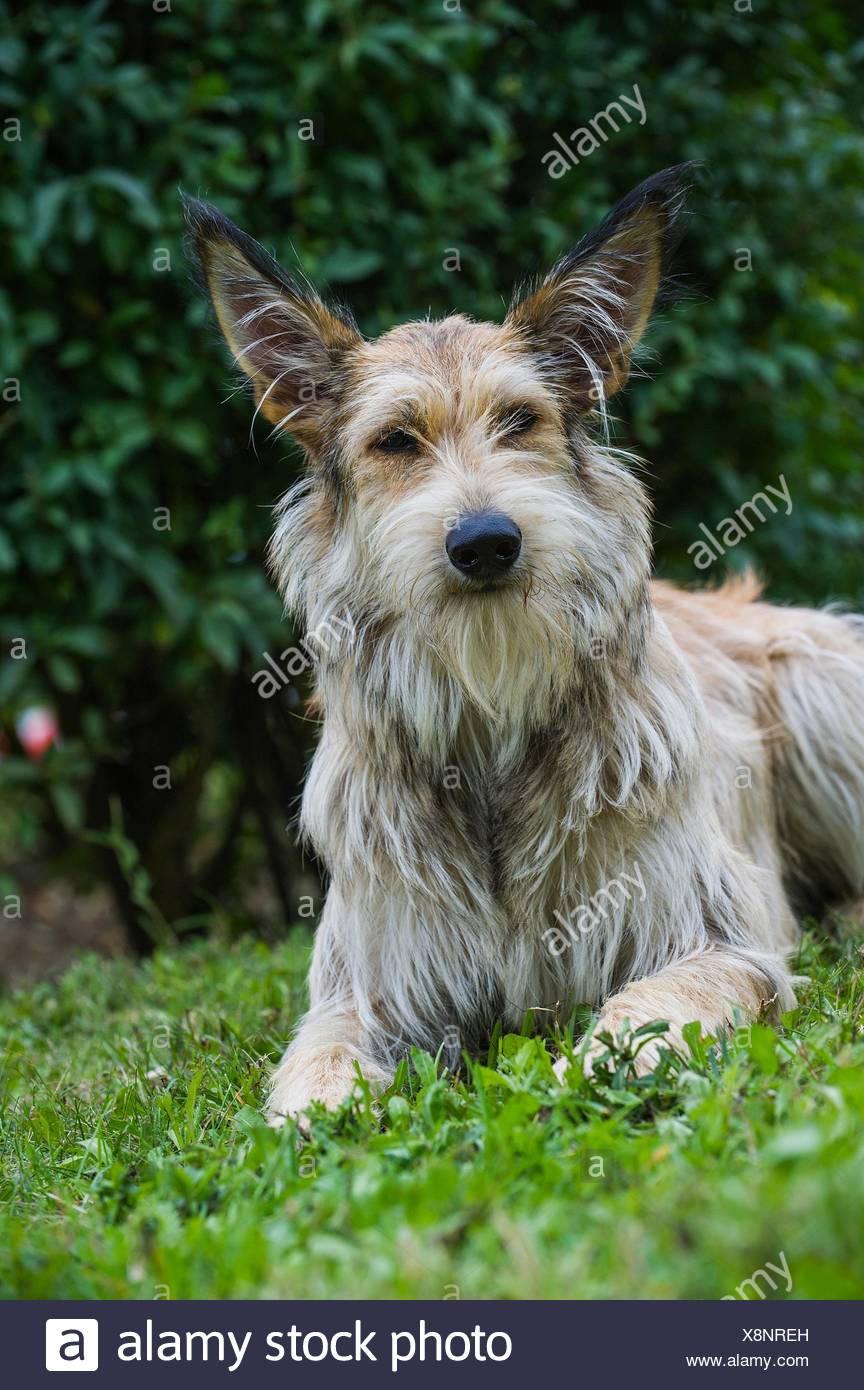 Berger Picard Hund liegend Stockfoto, Bild 280762569 Alamy