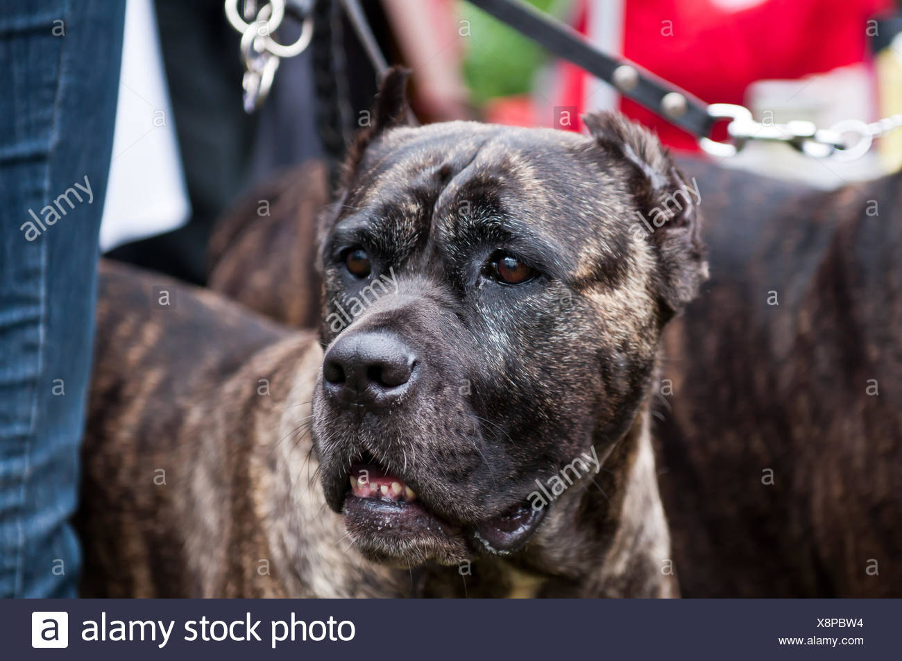 Mastiff Animal Dog English Stockfotos Und Bilder Kaufen Alamy