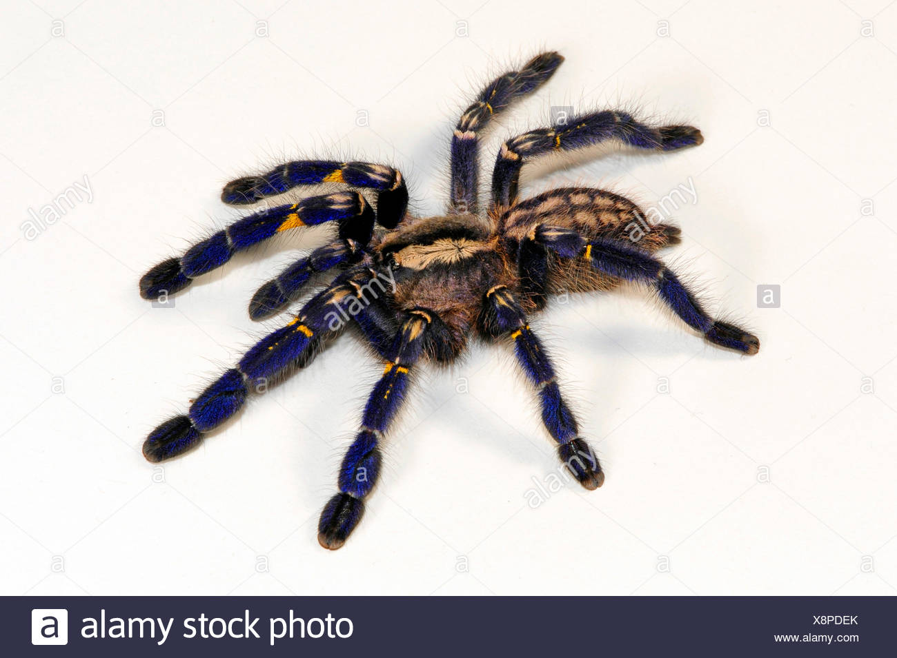 Gooty Saphir Zierbaum Spinne Gooty Saphir Gooty Vogelspinne Metallische Vogelspinne Pfau Fallschirm Spinne Pfau Tarantel Salepurgu Poecilotheria Metallica Ausschnitt Indien Stockfotografie Alamy