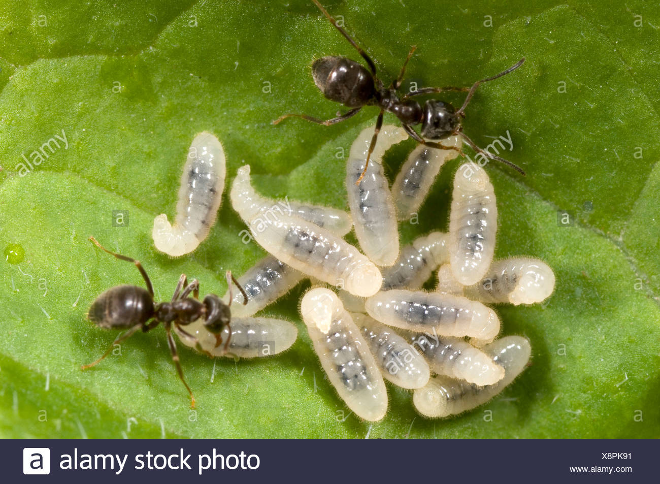 Schwarzer Garten Ameisen Lasius Niger Die Larven Auf Faulenden