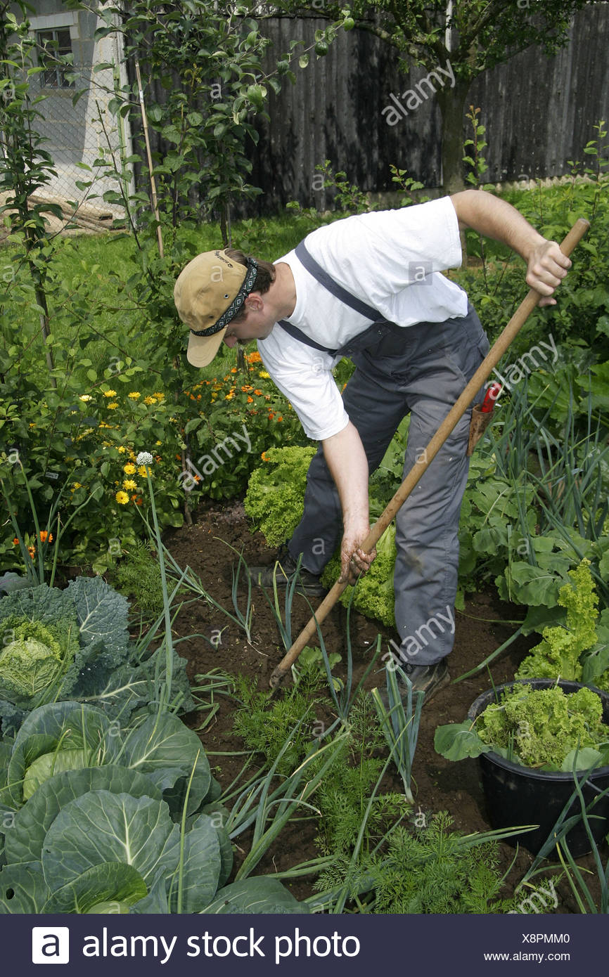 Gartner Arbeitet In Einer Okologischen Garten Anbau Von Gemuse Im