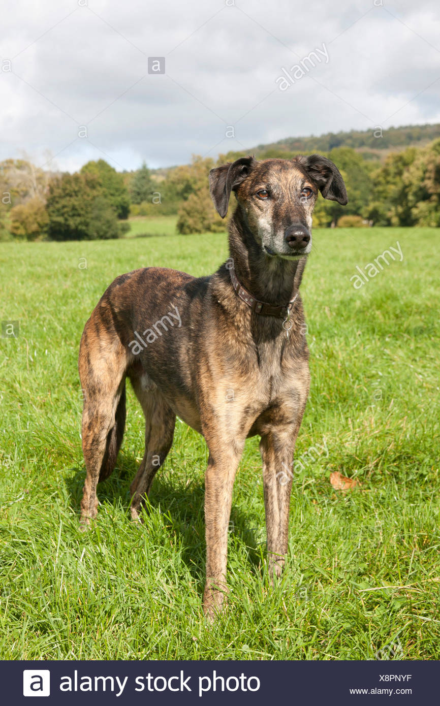 Gestromter Windhund Stockfotos und bilder Kaufen Alamy