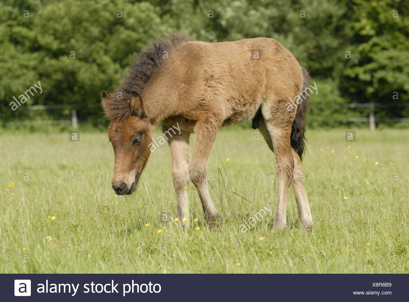 14+ Island Pony Fohlen Gif