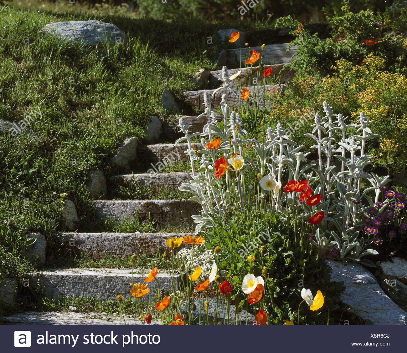 Garten Stein Treppe Sommerblumen Detail Treppe Natur Stein Natur