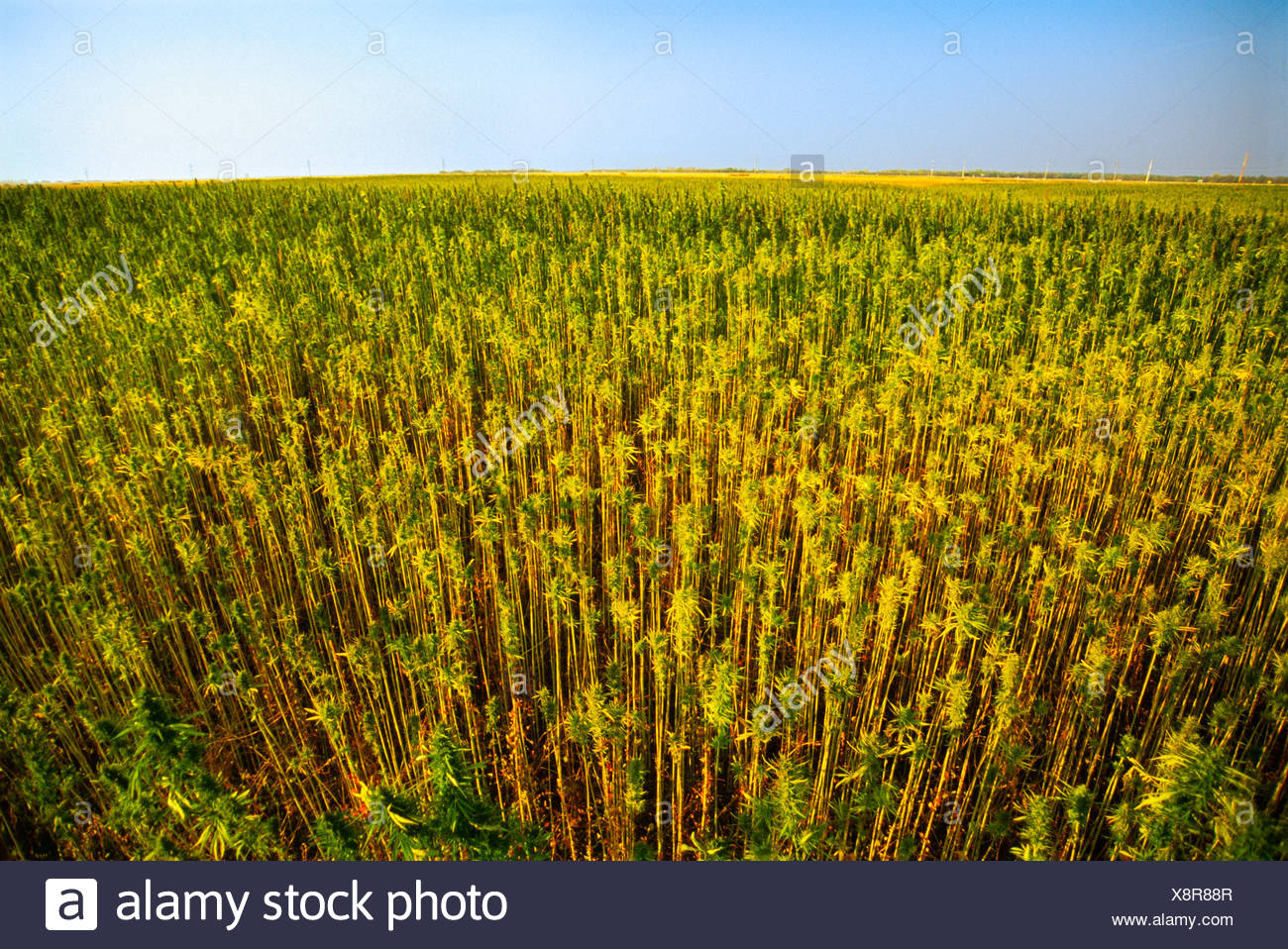 Landwirt Dating Service kommerziell Bpd datiert ein weiteres bpd