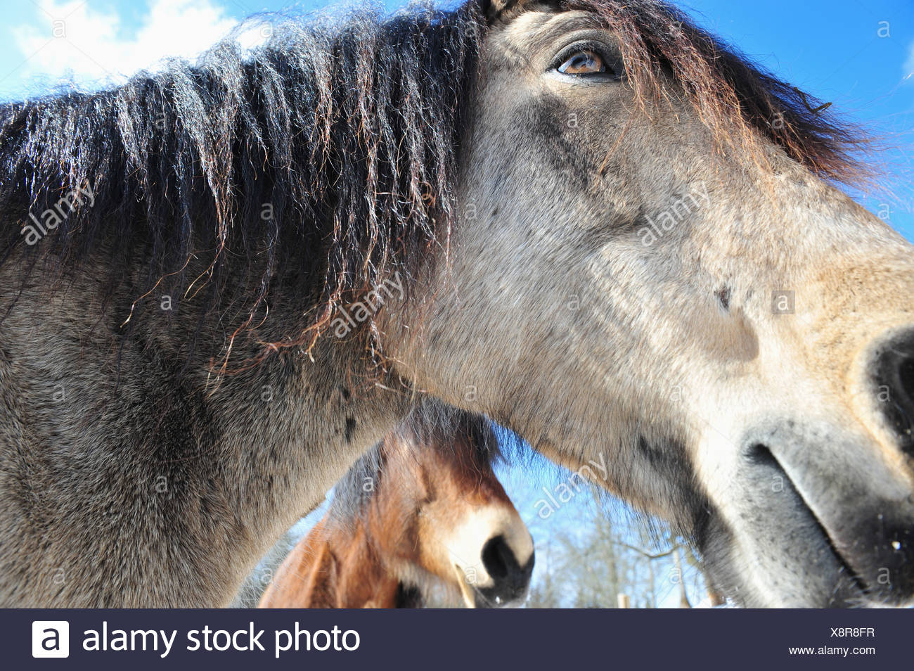 Starke Pferde Stockfotos und bilder Kaufen Alamy Flauschiges Pferd Stockfotos und bilder Kaufen Alamy