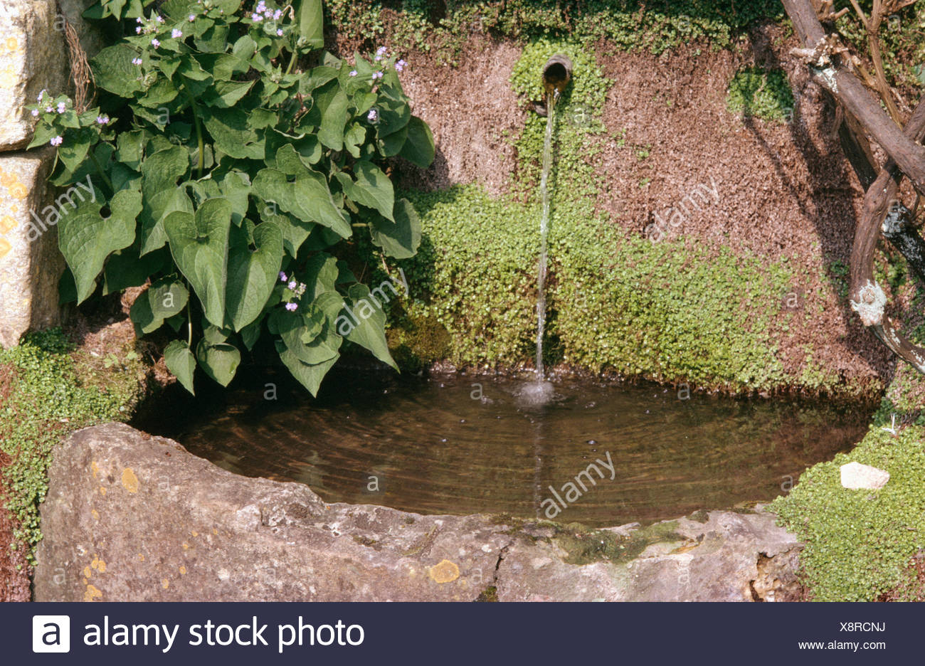 Wasser Fliesst Aus Einem Rohr In Der Wand Helxine Abgedeckt In