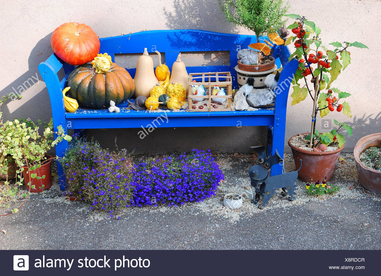 Wand Von Einem Haus Bank Kurbisse Topfpflanzen Herbst Holzbank Gartenbank Sitzbank Blau Erntedankfest Dekoration Pflanzen Tomaten Blumen Krauter Blumentopfe Bunte Herbstliche Dekorationsfiguren Tierfiguren Niemand Im Freien
