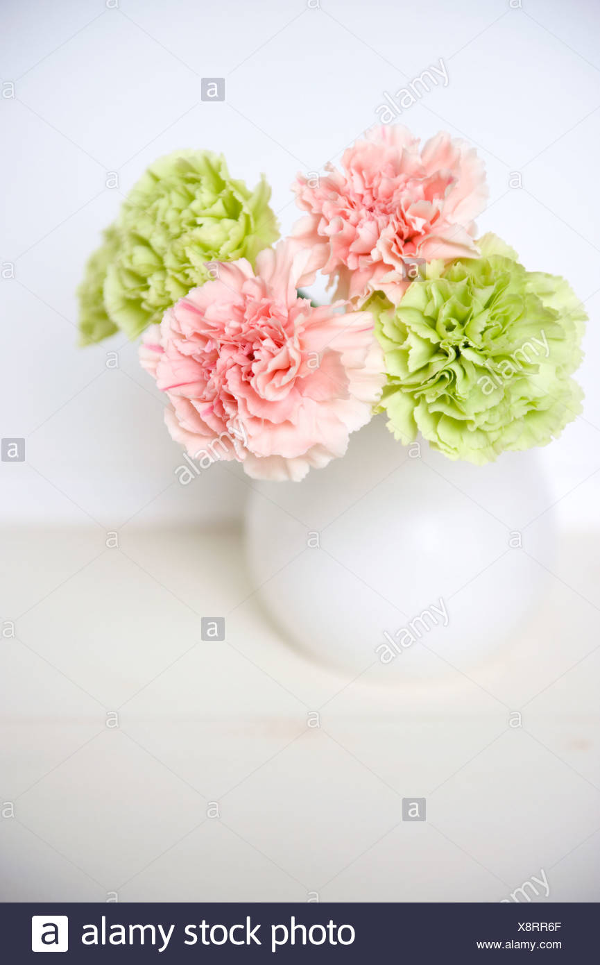 Nelken Blume Stockfotos Und Bilder Kaufen Alamy