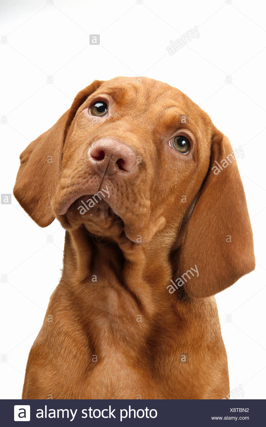 Magyar Vizsla Hund Welpe Ausschneiden Stockfotografie Alamy