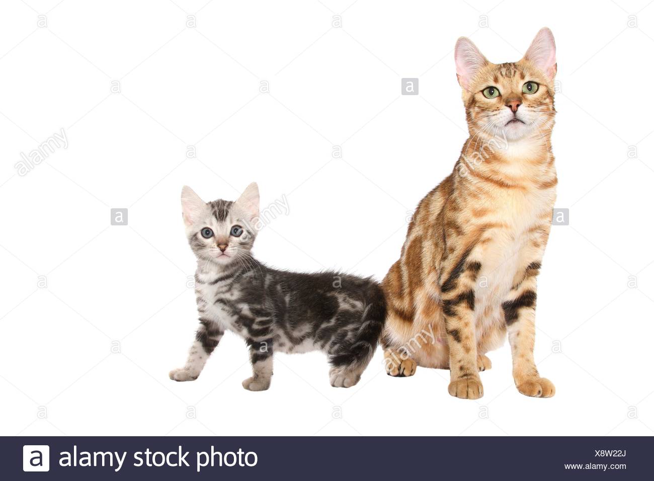 2 Bengal Katzen Stockfoto Bild 280833578 Alamy