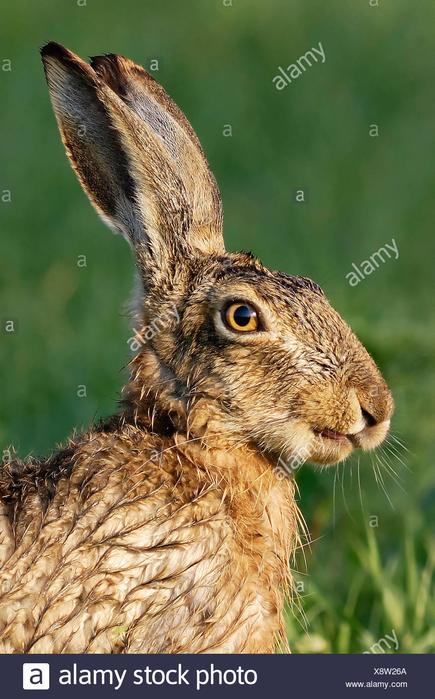 Profil Tier Wilde Zunge Bereich Portrat Auge Orgel Nagetier Ohren Haut Hase Acre Stockfotografie Alamy