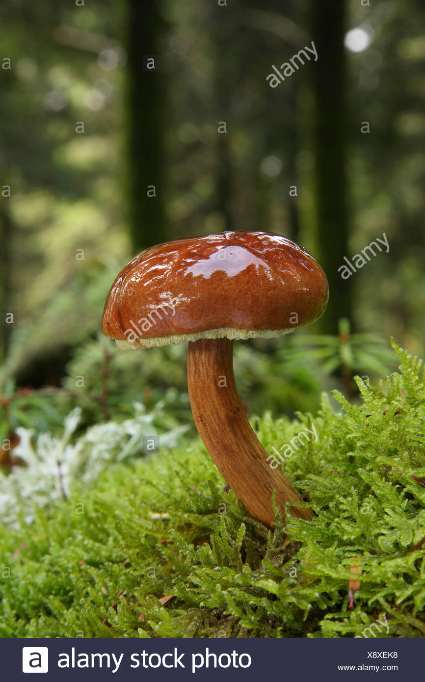 Bucht In Moos In Einem Pinienwald Wachsen Steinpilze Boletus