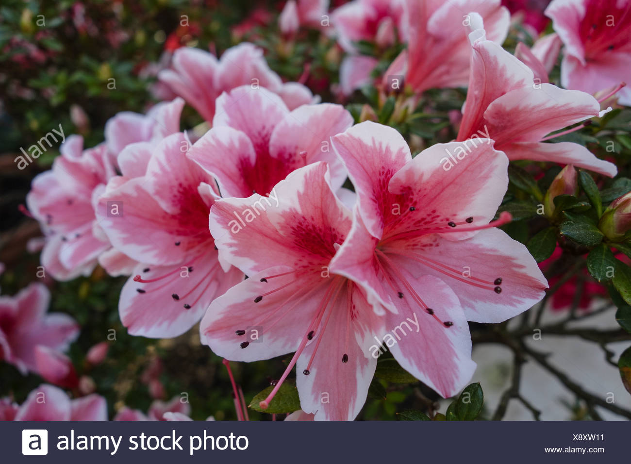 Rhododendron Simsii Stockfotos und -bilder Kaufen - Alamy