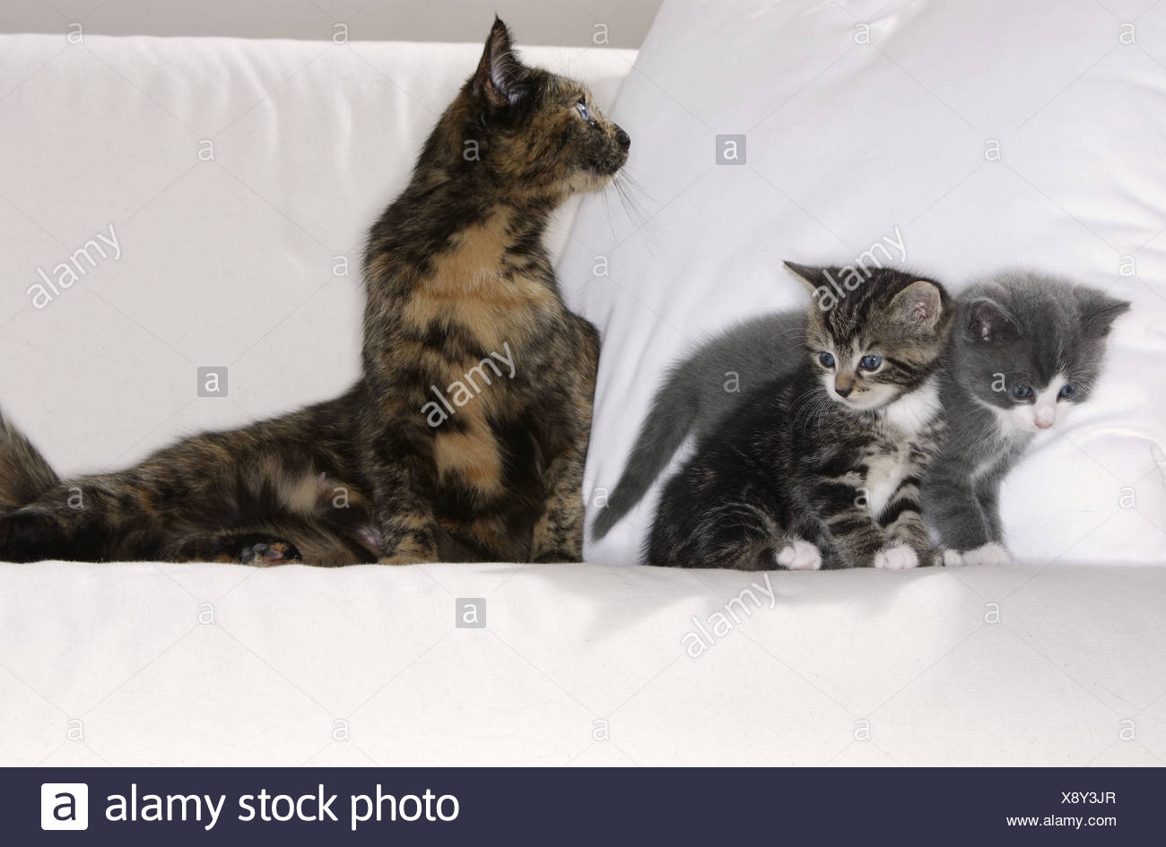 Sitzt Couch Katzen Junge Neugierig Dam Liegend Wacher Tiere