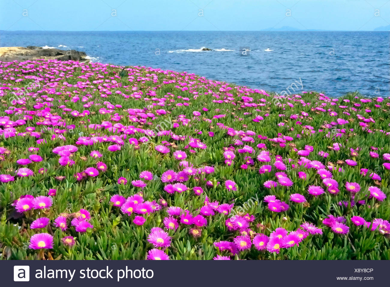 Blaue Blume Blumen Pflanzen Kuste Firmament Himmel Salzwasser Meer Ozeanwasser Stockfotografie Alamy Blaue Blume Blumen Pflanzen Kuste Firmament Himmel Salzwasser Meer Ozeanwasser Stockfotografie Alamy