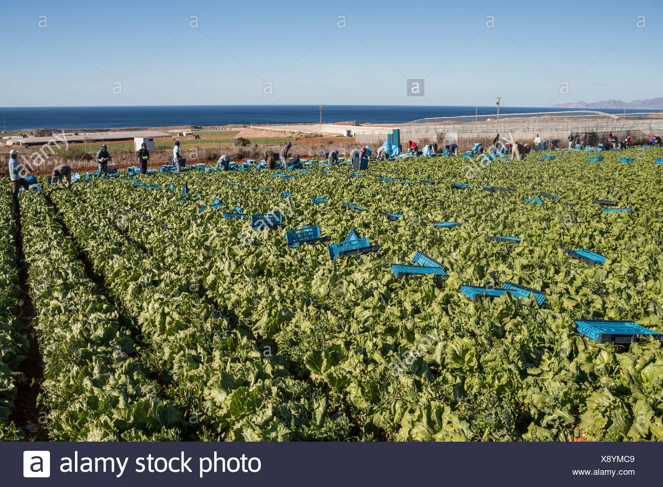 Spanien Europa Feld Salat Landwirtschaft Grun Ernte Kopfsalat Murcia Arbeiter Stockfotografie Alamy