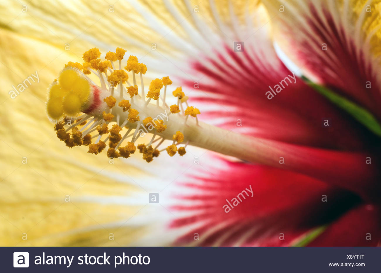Hibiskus Blume Pflanze Blute Blute Bluhen Bluhende Hibiskus