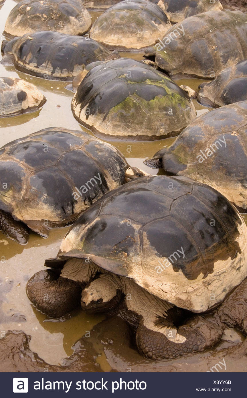 Tortoises Stockfotos und -bilder Kaufen - Alamy