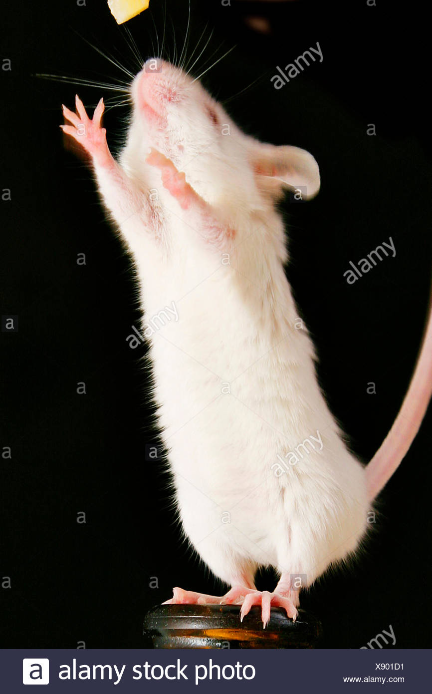 Hausmaus Mus Musculus Weisse Maus Steht Auf Den Hinterbeinen Auf Einen Engpass Schwarzer Hintergrund Stockfotografie Alamy