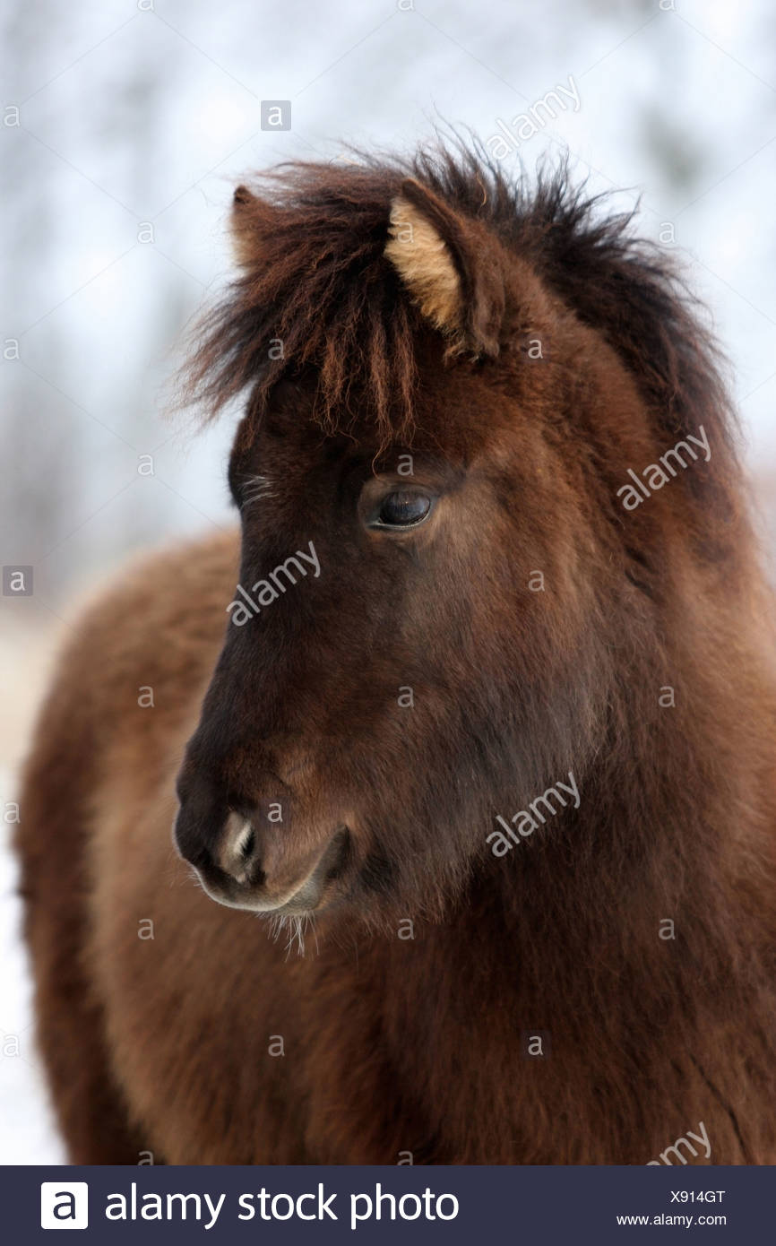 18+ Island Pony Kaufen Deutschland Images