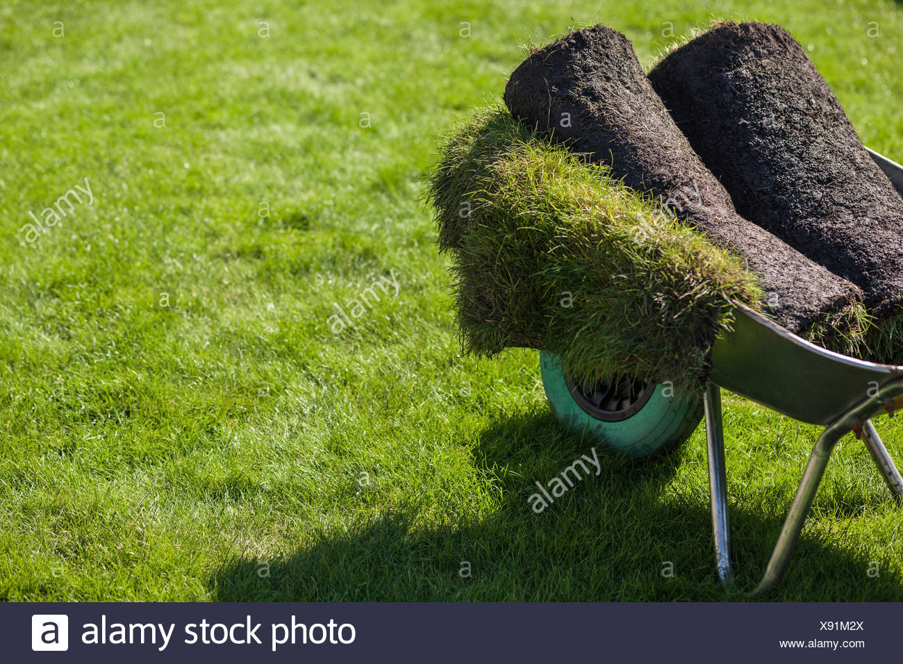 Walzen Des Rasens Im Garten Schubkarre Stockfoto Bild 280935506