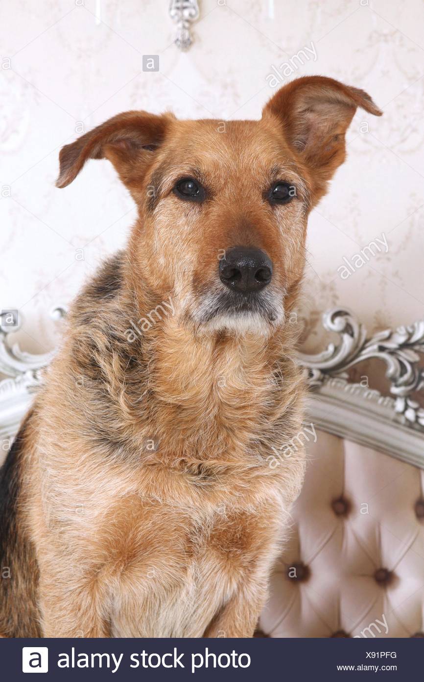 Airedale Terrier Schafer Portrait Stockfotografie Alamy