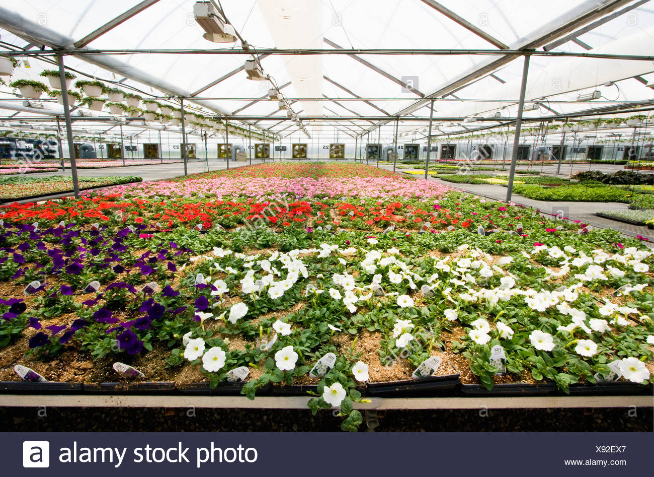 29+ elegant Bilder Gewächshaus Wohnung / Cannabis Gewachshaus In Der