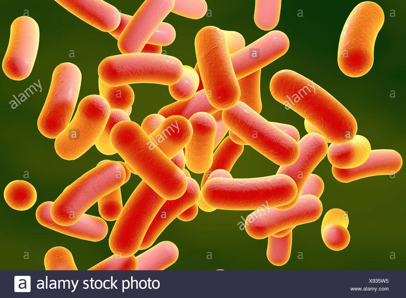 Illustration Von Stabchenformigen Bakterien Stabchenformige Bakterien Zahlen Escherichia Coli Salmonellen Shigella Klebsiella Citrobacter Enterobacter Yersinia Pestis Pseudomonas Aeruginosa Legionella Pneumophila Und Mycobacterium Tuberkulose