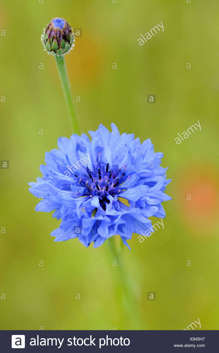 Kornblume Centaurea Centaurea Cyanus Geschaftsbericht Schaltflache Bachelor S Korb Blume Schonheit In Zusammenarbeit Boutonniere Blume Farbe Natur Kornblume Cottage Gartenpflanze Kreativ Kulinarisch Verwendet Essbar Estland